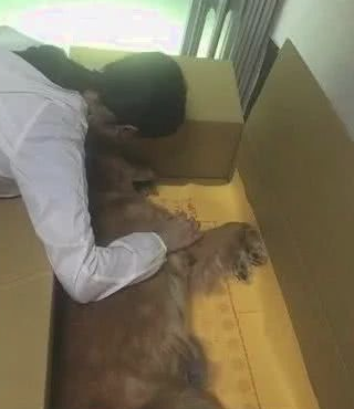金毛狗狗缠着主人要去散步，主人想不到这也是最后一次：一辈子的痛！