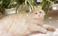 猫藓开始长黑是不是要好了