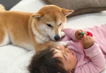 柴犬总在宝宝晚上睡觉跳发生关系,妈妈十分担忧,挨近一看泪水盈眶