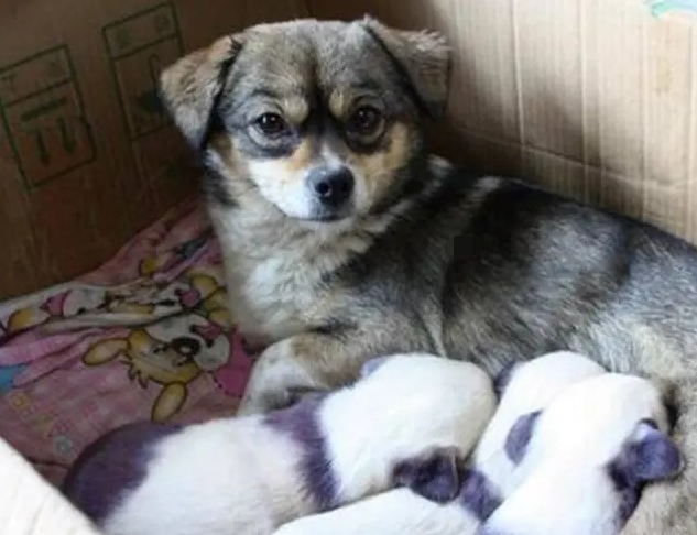 真并不是染色,田园犬生下3只“熊猫宝宝”小宝宝,尤其希望他们成长的模样 真并不是染色,田园犬生下3只“熊猫宝宝”小宝宝,尤其希望他们成长的模样