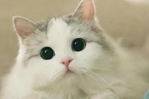 猫咪局部脱毛一定是猫癣吗是怎么回事呢 猫咪局部脱毛一定是猫癣吗是怎么回事呢