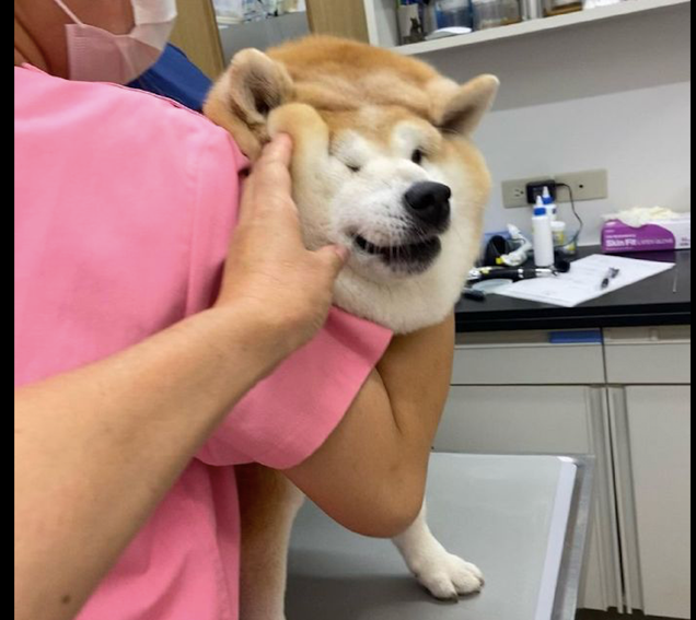 柴犬立在实际操作台子上,被医生包围着后向主人求助,脸部的肉都挤一块了 柴犬立在实际操作台子上,被医生包围着后向主人求助,脸部的肉都挤一块了