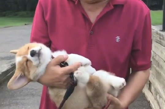 柯基只需一出门散步，就倒下睡得正香起來，这也是假睡不愿行走吧！