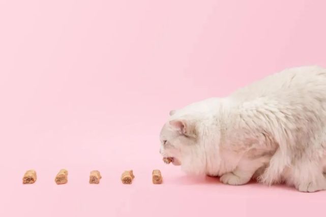 守护猫咪食品安全健康,麦贝宠荣获“2021年度责任创新奖” 守护猫咪食品安全健康,麦贝宠荣获“2021年度责任创新奖”
