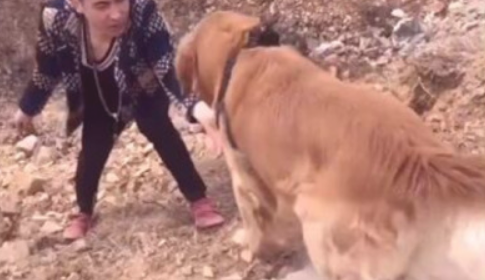 主人遛猫遛狗一不小心掉进墓坑,狗狗见后随后作法,让主人很是高兴