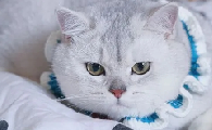 猫多大就算成年猫了