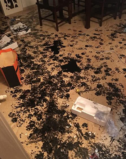 哈士奇闲着没事训练墨笔画,主人开启家门口后一瞬间泪奔! 哈士奇闲着没事训练墨笔画,主人开启家门口后一瞬间泪奔!