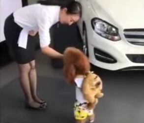 泰迪跟主人去购车,在汽车4S店看到美女,竟然戏弄美女! 泰迪跟主人去购车,在汽车4S店看到美女,竟然戏弄美女!