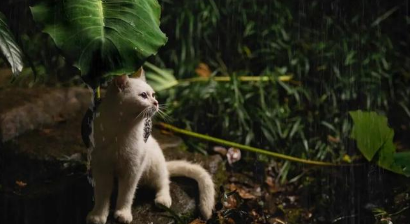 AWSL!网易严选上演萌猫吃肉记,爆火背后的逻辑是什么? AWSL!网易严选上演萌猫吃肉记,爆火背后的逻辑是什么?