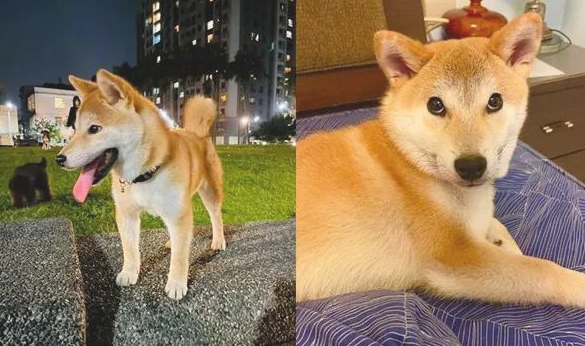 秋田犬自小就喜欢叼碗卖萌，可等它长大以后，铲屎官愣住