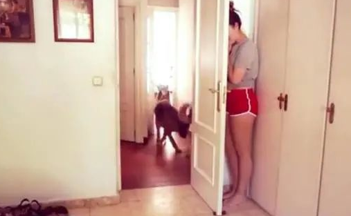 女主人藏在门后，狗狗找了三圈，鼻部嗅不上向往的生活！