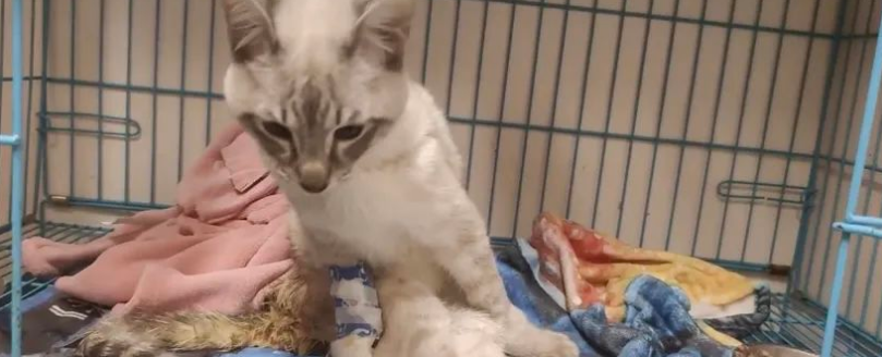 20岁老猫患舌癌被医生判死刑,主人却不肯放弃,4个月后…奇迹出现了! 20岁老猫患舌癌被医生判死刑,主人却不肯放弃,4个月后…奇迹出现了!