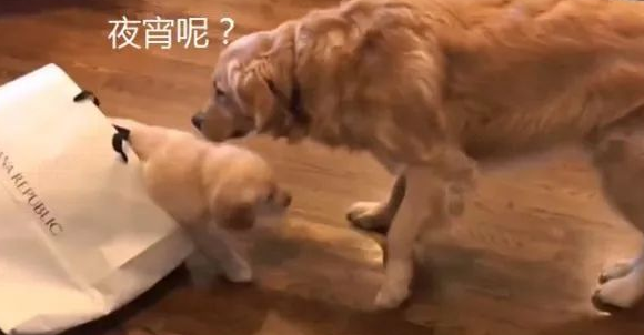 金毛等主人下班了,认为有吃的結果心寒了,今日就买过这一? 金毛等主人下班了,认为有吃的結果心寒了,今日就买过这一?