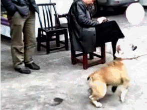狗狗商场大门口顶气球,顶了十几次,沒有一次气球落地式! 狗狗商场大门口顶气球,顶了十几次,沒有一次气球落地式!