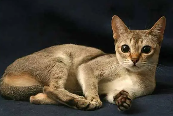 新加坡猫眼睛怎么清理？铲屎官们快学一下！