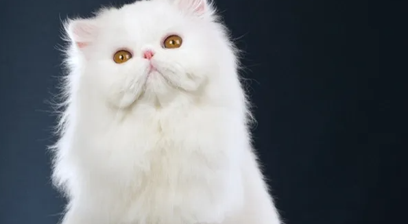 波斯猫会掉毛吗？感兴趣的可以了解一下~