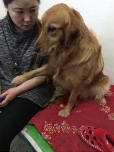 金毛狗狗犯错误被主人处罚，以便可以躲过一劫，立刻施展秘密武器求原谅