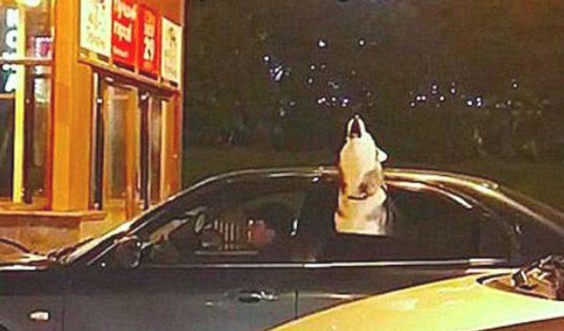 道路上在拥堵，一只哈士奇从车内伸出脑壳哼哼唧唧，取得成功把我们逗乐了