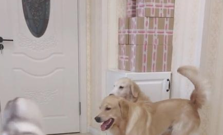 二哈尝试戏弄金毛的女朋友，竟当众卖弄风骚，金毛站出维护女朋友