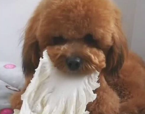 主人把小泰迪培养兔子,每日只吃白菜,网友:真替主人省钱!