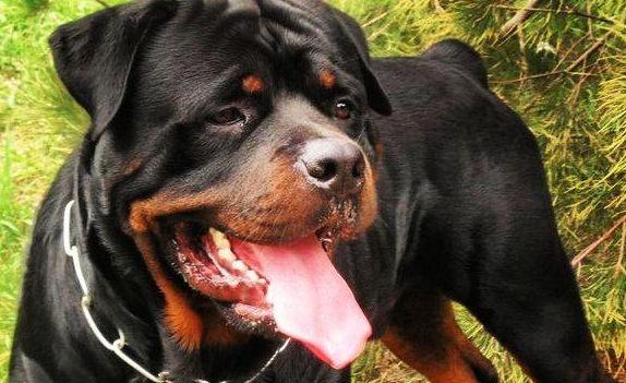 罗威纳犬和其他狗打架怎么办？这些方法要牢记！
