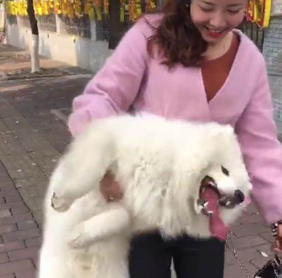 狗子不愿意回家，女生铲屎官一只手抱住带回家，网民：臂力令人震惊