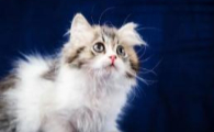 猫咪胎盘没排干净会引发什么症状 猫咪胎盘没排干净会引发什么症状