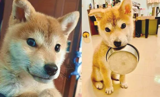 秋田犬自小就喜欢叼碗卖萌，可等它长大以后，铲屎官愣住