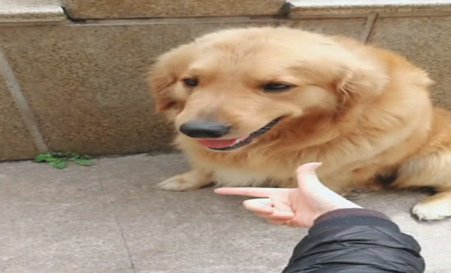 做手势暗示着金毛犬，金毛竟“不断会错意”，宠主大呼累觉不爱