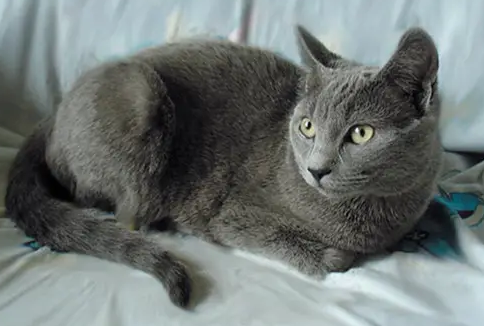 夏特尔猫和蓝猫有区别吗?不清楚的看这里! 夏特尔猫和蓝猫有区别吗?不清楚的看这里!