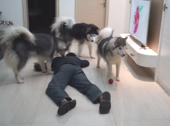 主人装作倒下检测狗子反映，三只狗狗却爱理不理：这货又病发了？