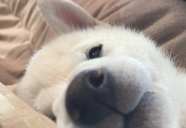 柴犬很有可能全是吃讨人喜欢成长的，自小就会有一张痊愈力100分的圆脸