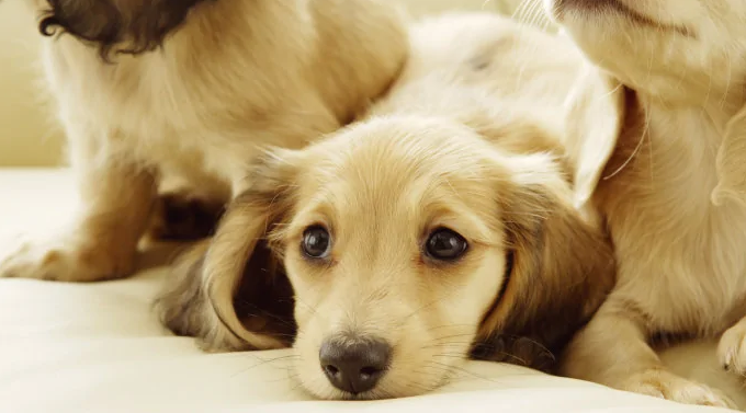 狗狗得了犬窝咳怎么治1