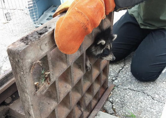 一只小浣熊小脑袋被卡在井盖上 获得志愿者的医疗救治 一只小浣熊小脑袋被卡在井盖上 获得志愿者的医疗救治