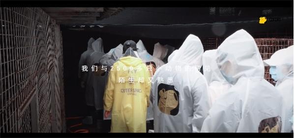 宠胖胖爱心救助站,给宠物救助“疫”下 宠胖胖爱心救助站,给宠物救助“疫”下