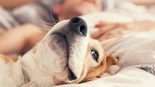 今日科普：狗狗和人睡有什么好处和坏处？