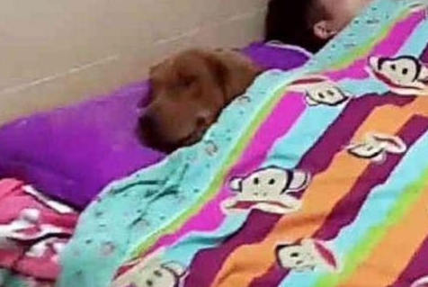 漂亮美女让金毛喊男友醒来,結果大半天不见人,狗:我也想再睡一会 漂亮美女让金毛喊男友醒来,結果大半天不见人,狗:我也想再睡一会