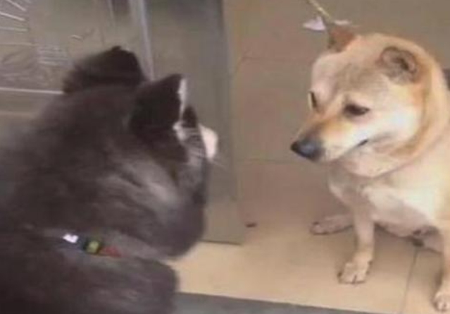 二哈在中华田园犬眼前“耍贱”，差点儿丧失一个人体器官，网友：赶快去接种疫苗！
