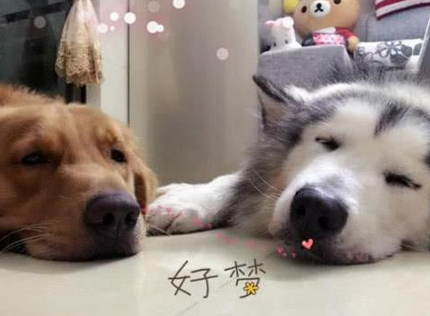 金毛媳妇儿被送出，气疯超级变身动迁大队长！网友哭道：家中无法住了