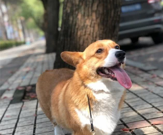 狗狗走丢了，能不能循着气味回家呢？