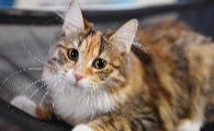 猫可不可以吃巴沙鱼