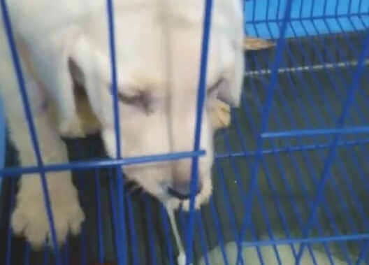狗狗不断吐痰，猜疑是细微，那么不舒服让主人手足无措！