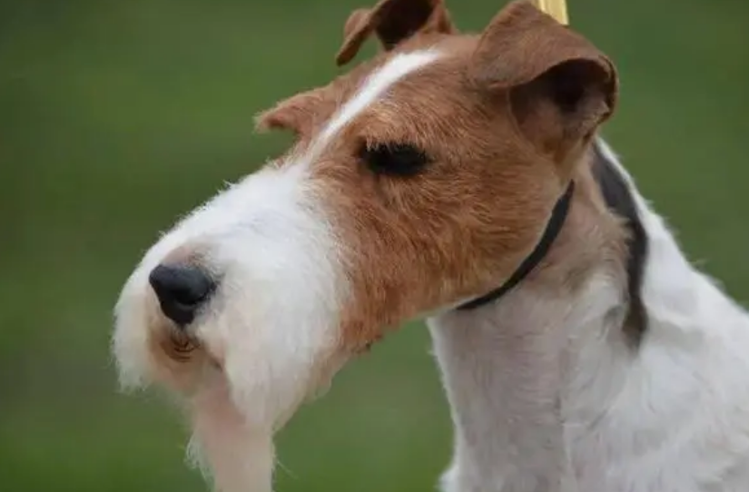 猎狐梗犬握手怎么训练？感兴趣的可以了解一下~