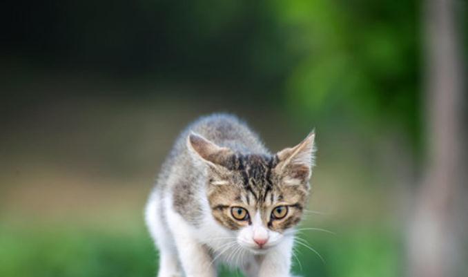猫咪老是呕吐是怎么回事