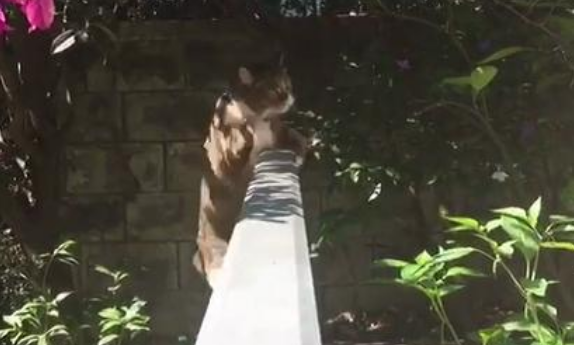 墙头偶遇一只流浪猫, 气场跟黑社会老大一样, 结果画风突变 墙头偶遇一只流浪猫, 气场跟黑社会老大一样, 结果画风突变