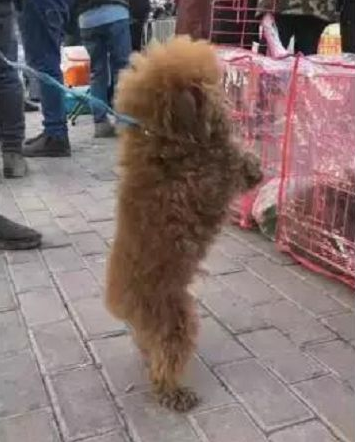 小伙捡到只小泰迪，强制让它拱手一小时，狗狗发抖的模样让人心痛