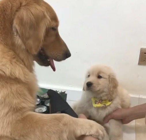 小金毛犯错误,妈妈见到主人拿凉拖打它 小金毛犯错误,妈妈见到主人拿凉拖打它