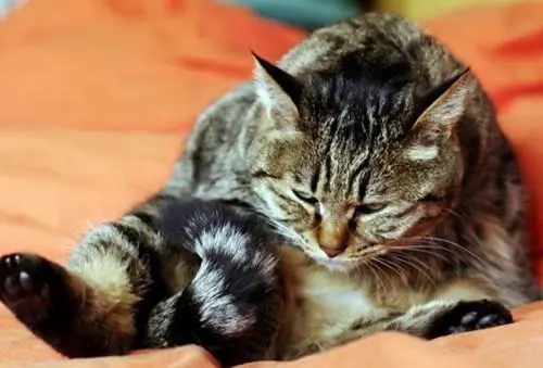猫咪生产前兆有哪些症状.jpg 猫咪生产前兆有哪些症状.jpg