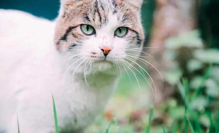 小猫咪喜欢咬主人的手和脚是什么原因