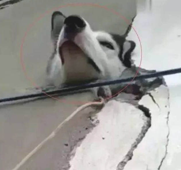 隔壁的邻居忽然打拨电话話:家中金毛要把墙弄塌了 隔壁的邻居忽然打拨电话話:家中金毛要把墙弄塌了